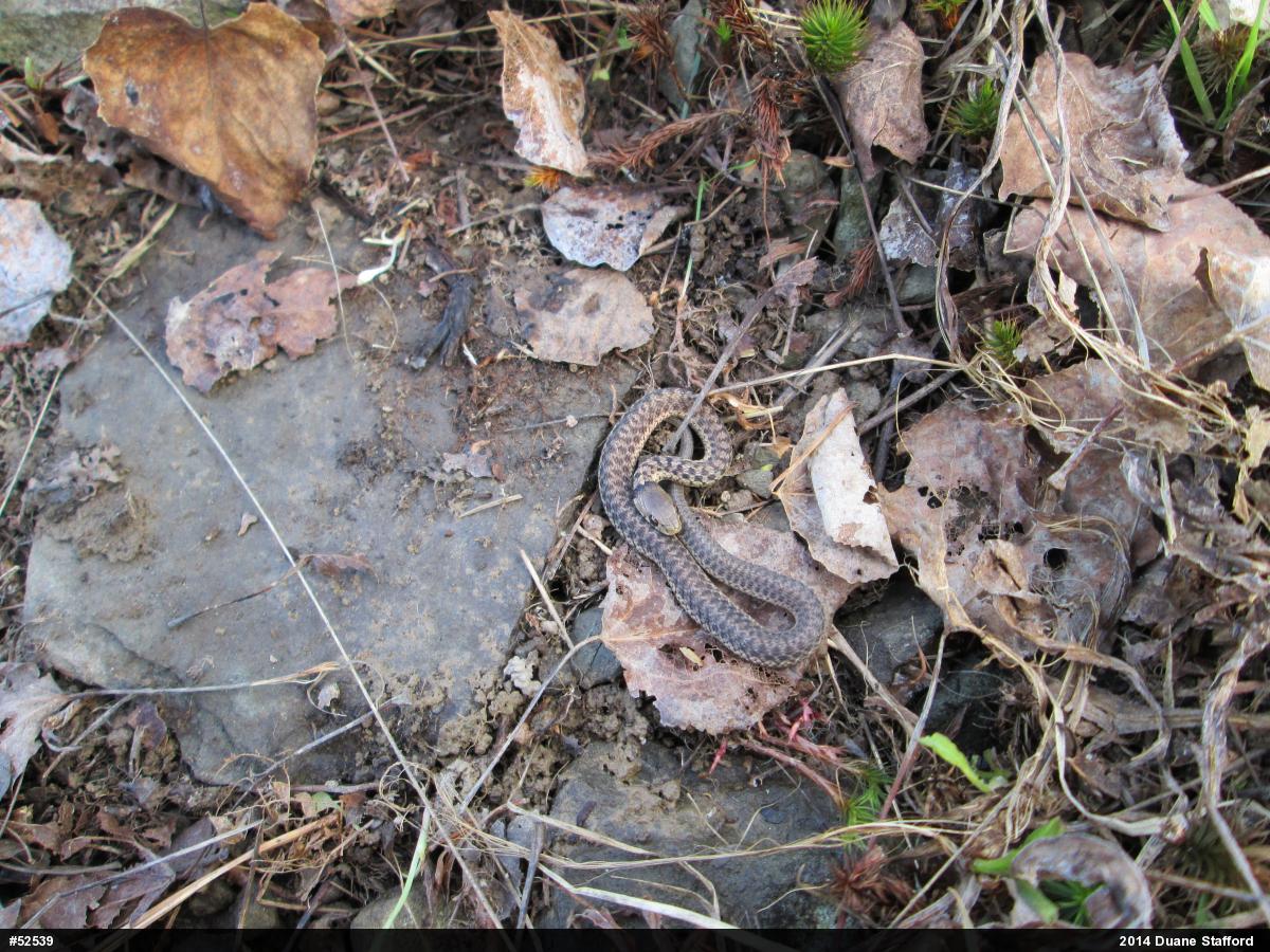 Eastern Gartersnake