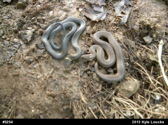 Red-bellied Snake