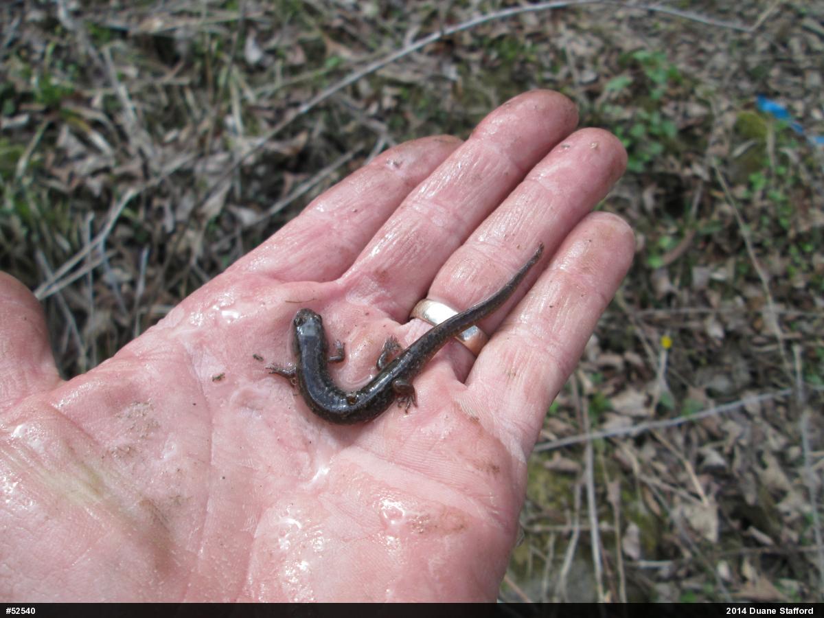 Northern Dusky Salamander