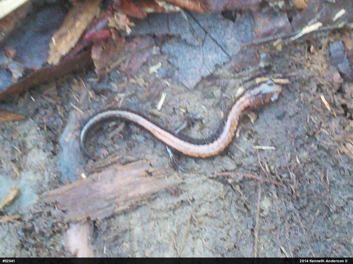 Eastern Red-backed  Salamander