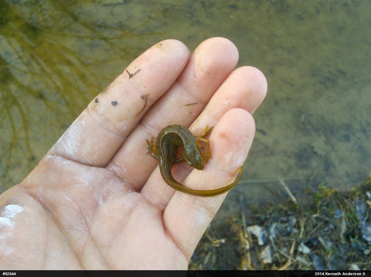 Red-spotted Newt