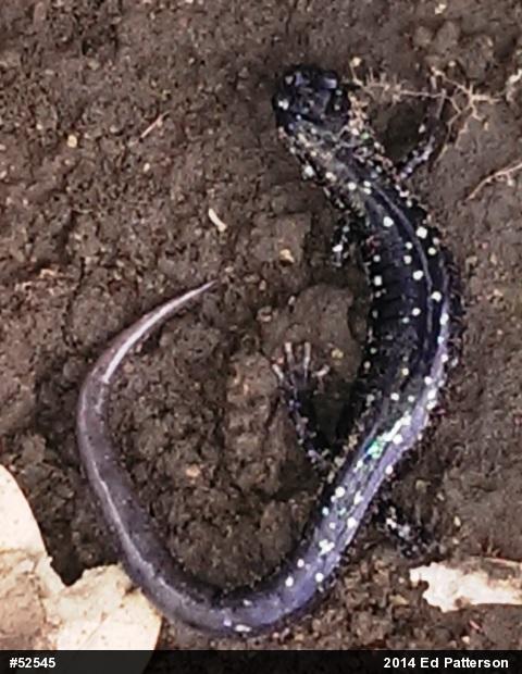 Northern Slimy Salamander