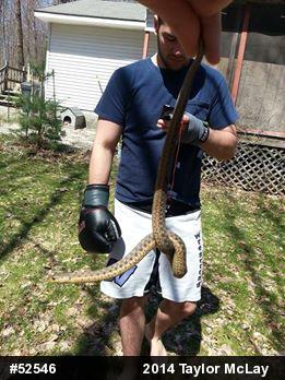 Eastern Gartersnake