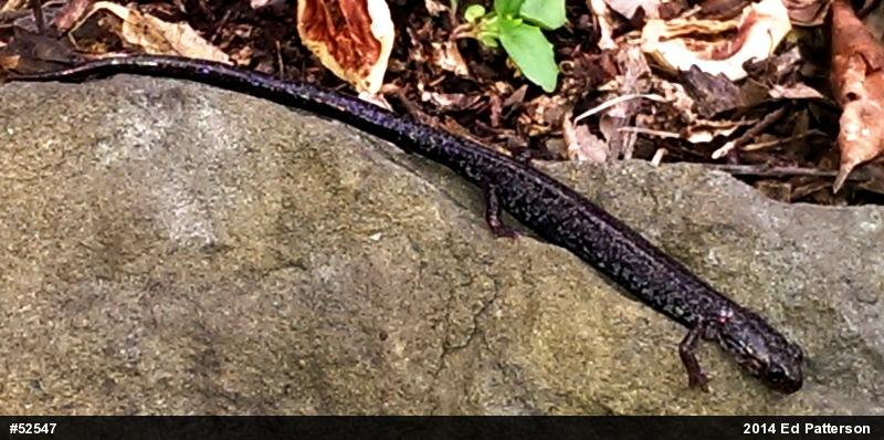 Valley And Ridge Salamander