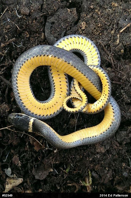 Northern Ring-necked Snake