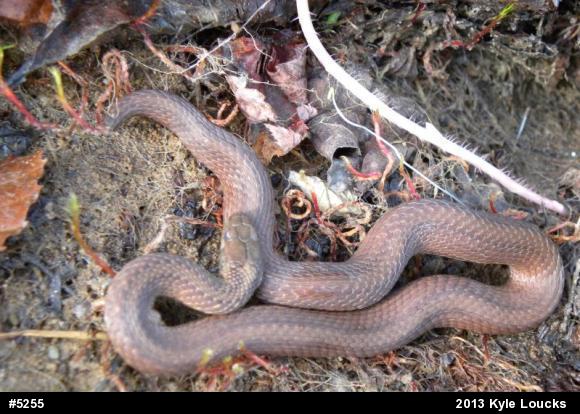 Red-bellied Snake