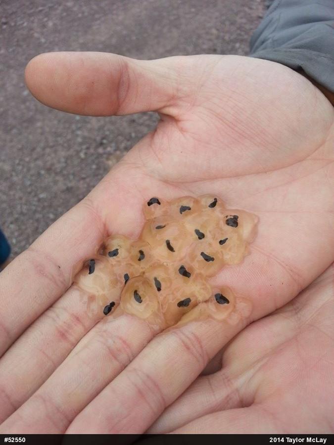 Wood Frog