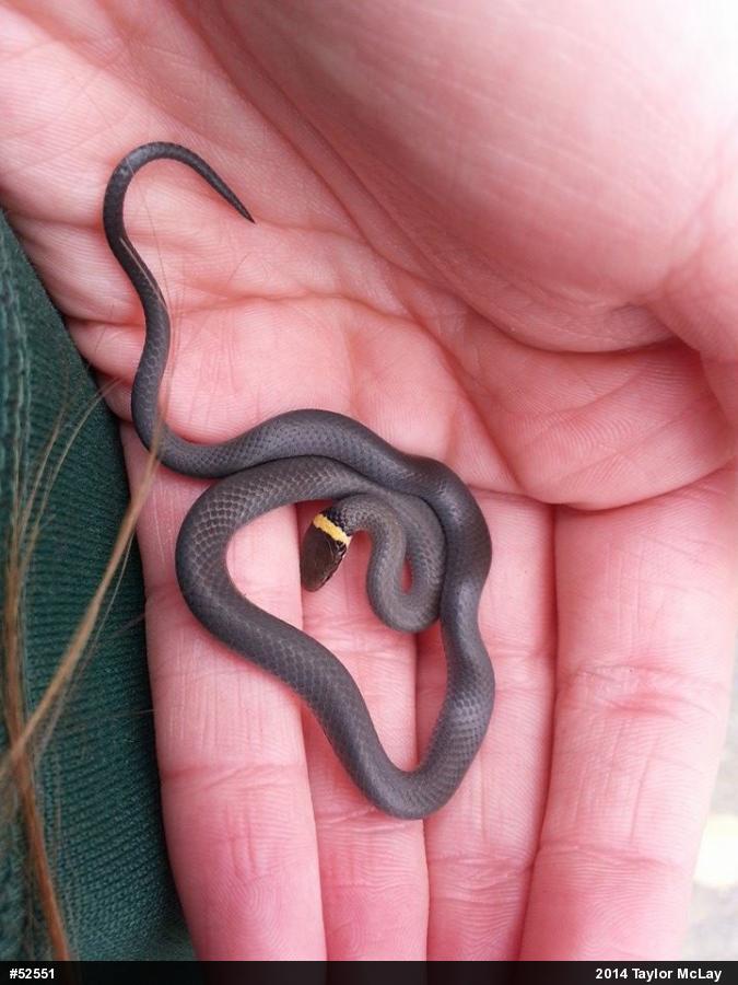Northern Ring-necked Snake