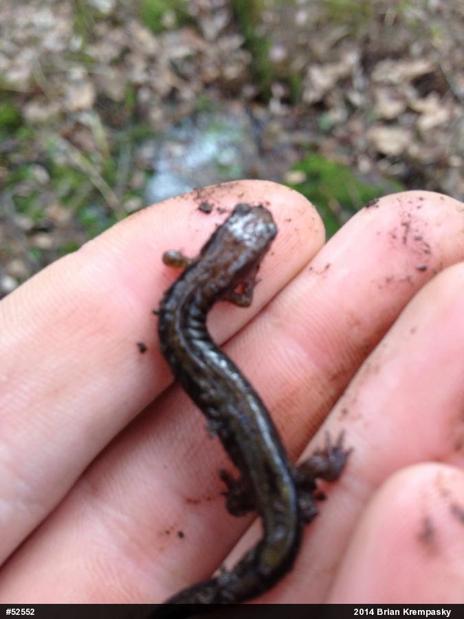 Allegheny Mountain Dusky Salamander