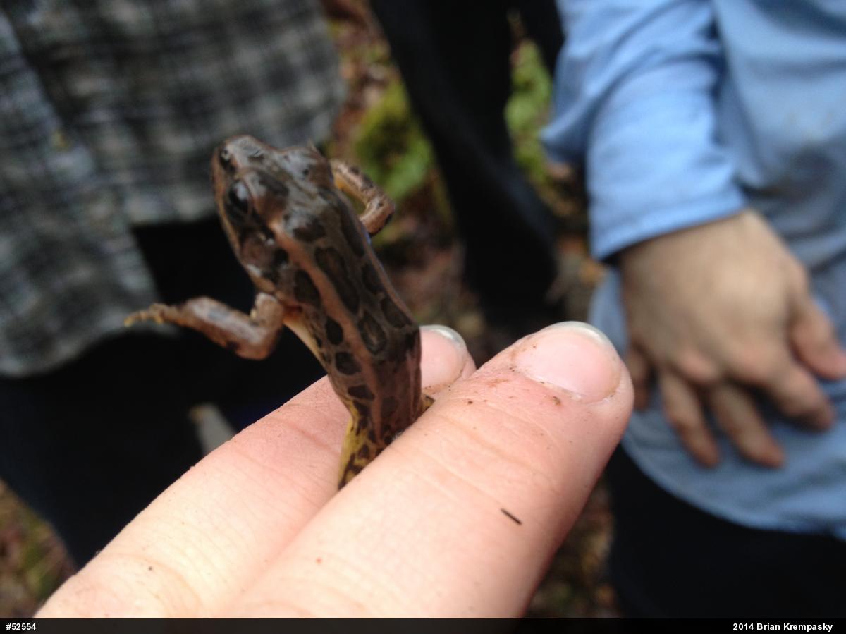 Pickerel Frog