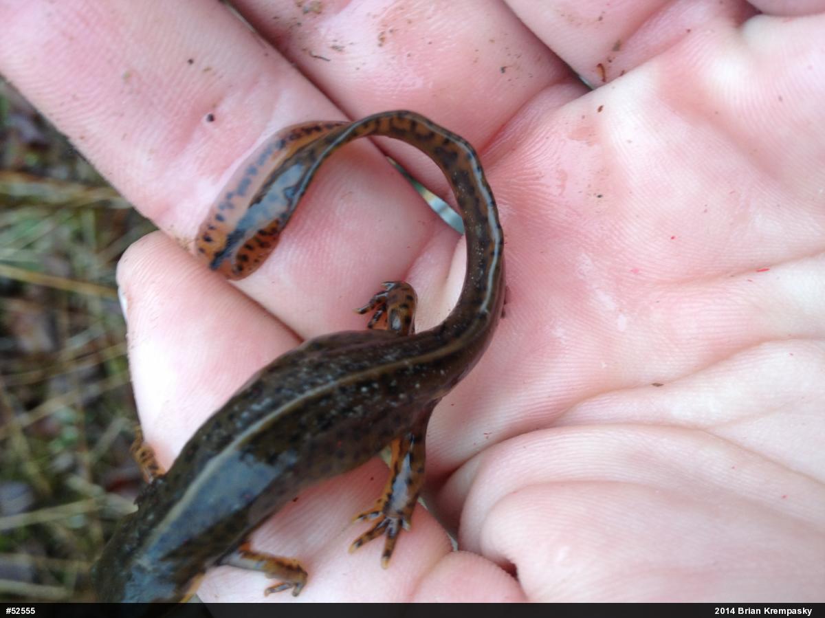Red-spotted Newt