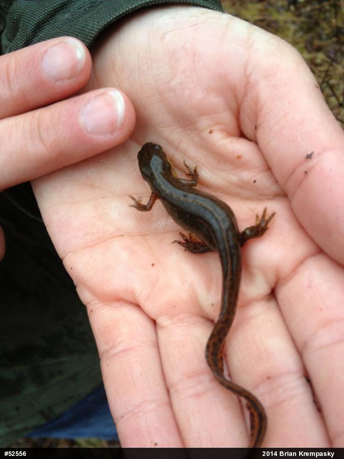 Red-spotted Newt