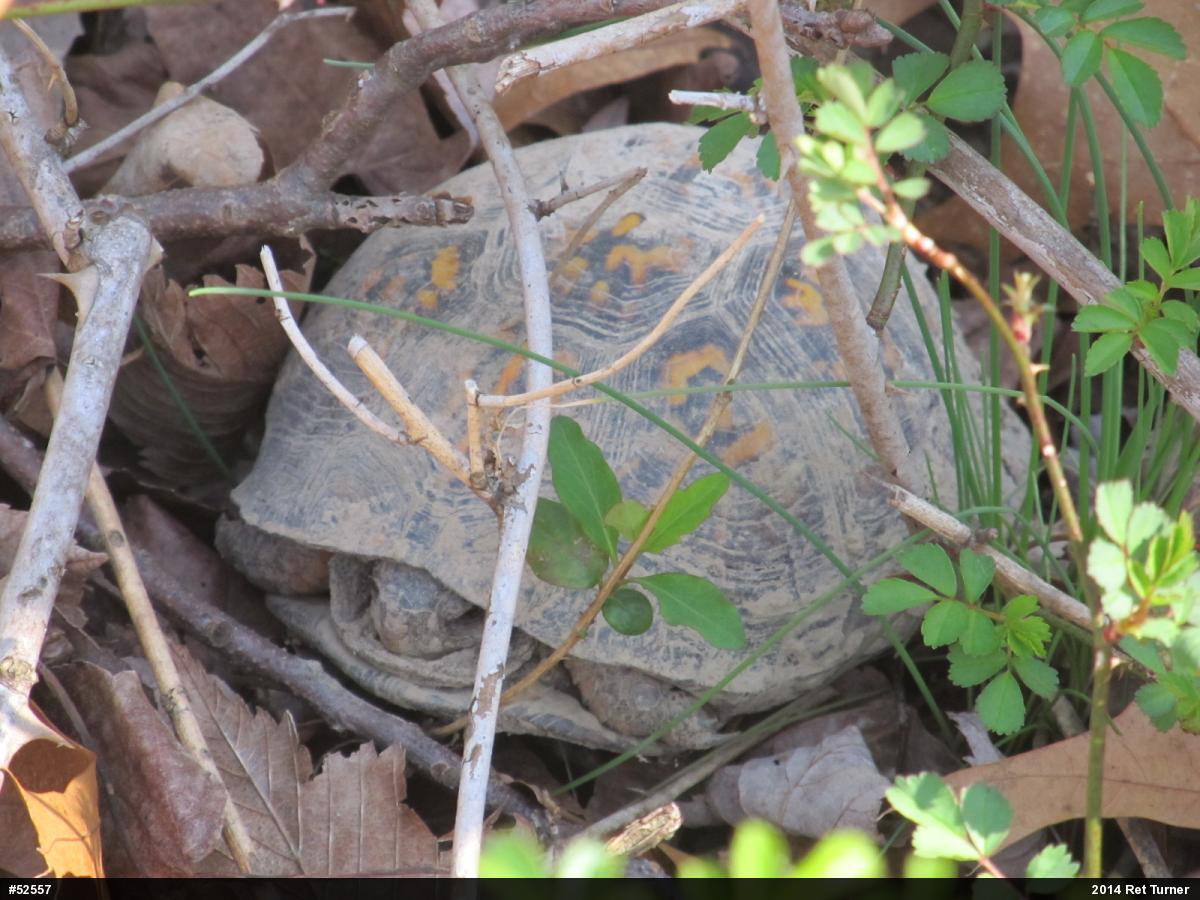 Eastern Box Turtle