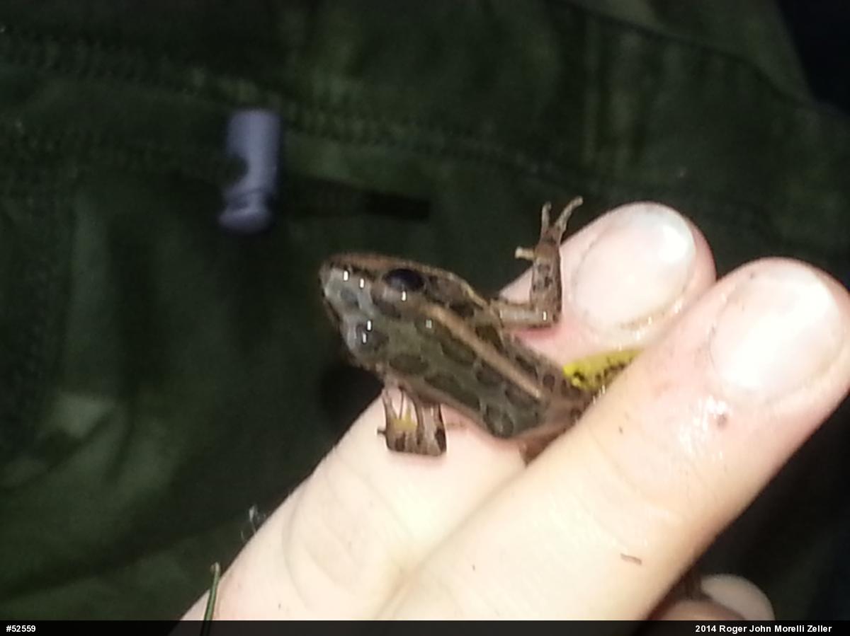 Pickerel Frog