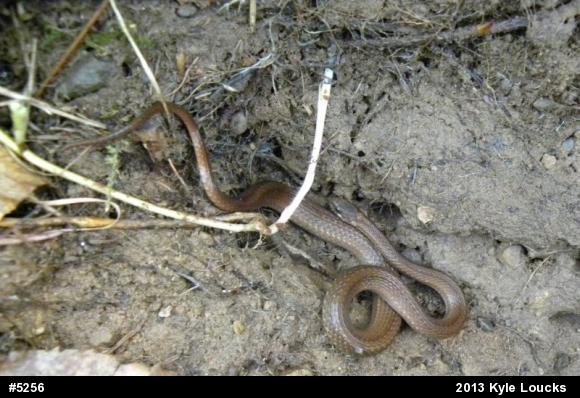 Red-bellied Snake