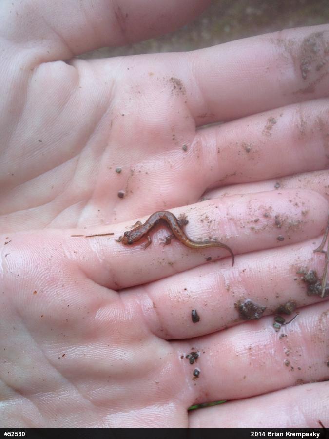 Allegheny Mountain Dusky Salamander