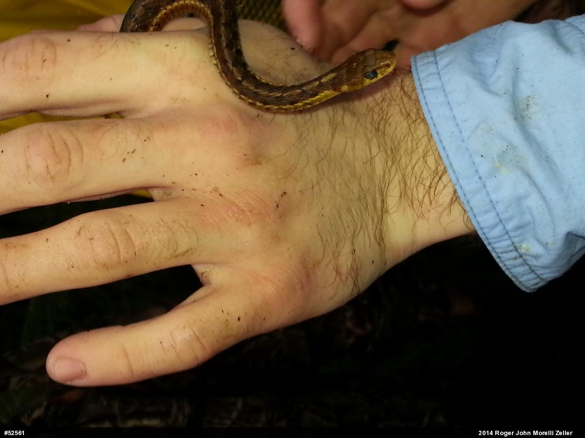 Eastern Gartersnake