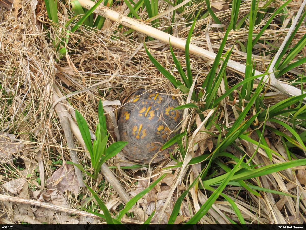 Eastern Box Turtle
