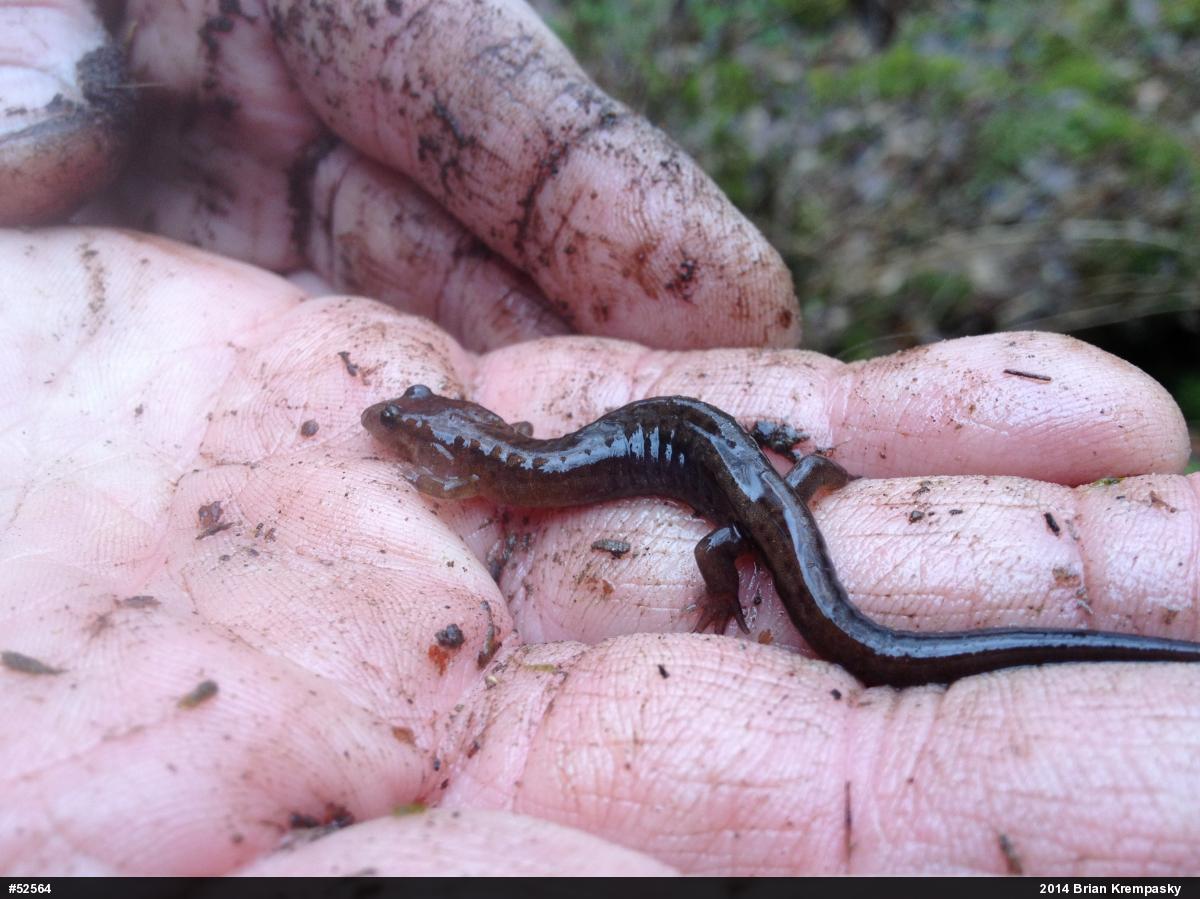 Allegheny Mountain Dusky Salamander