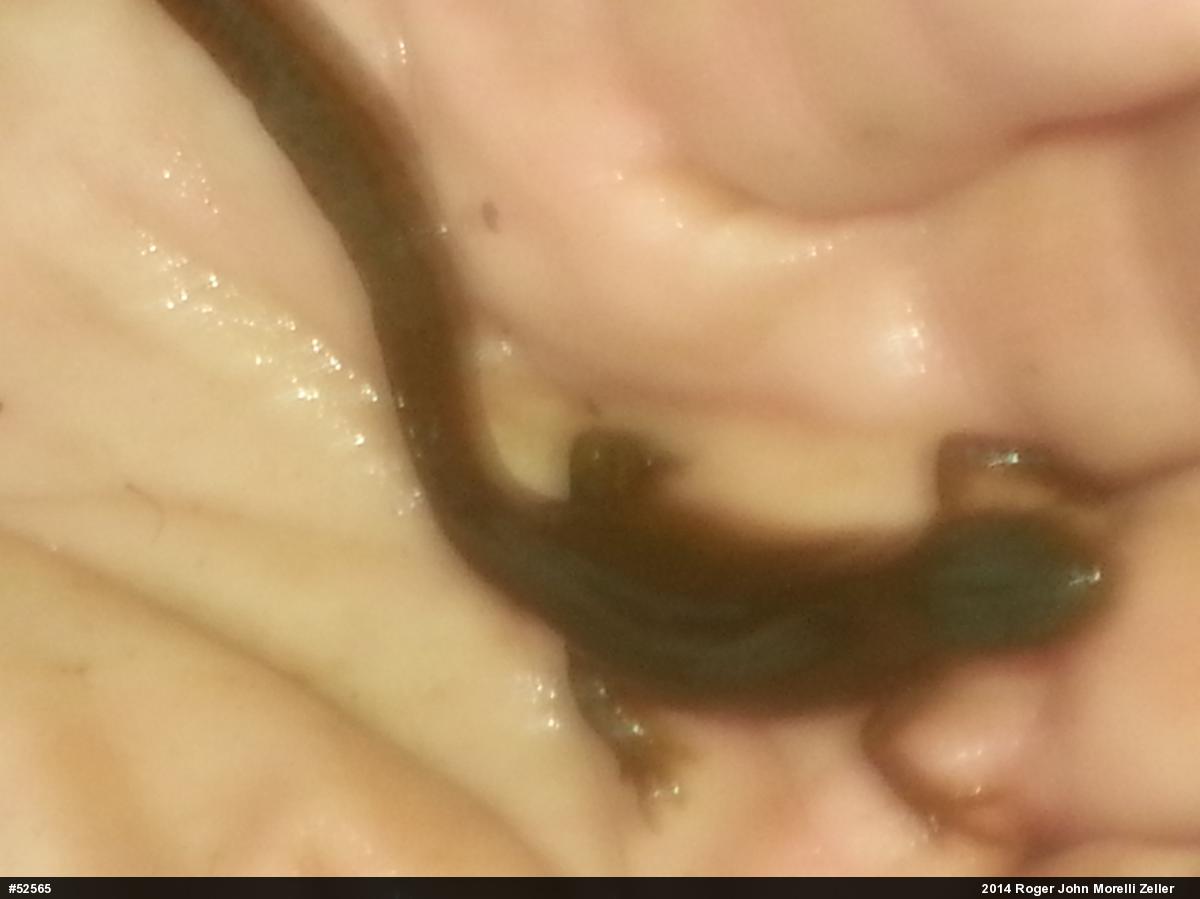 Red-spotted Newt