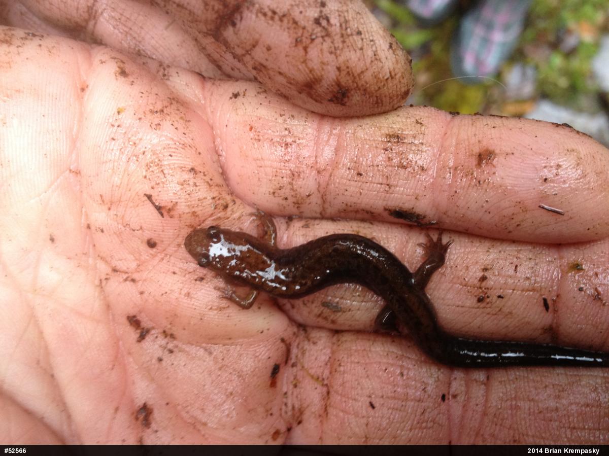 Allegheny Mountain Dusky Salamander