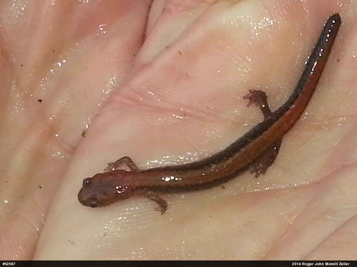 Eastern Red-backed  Salamander