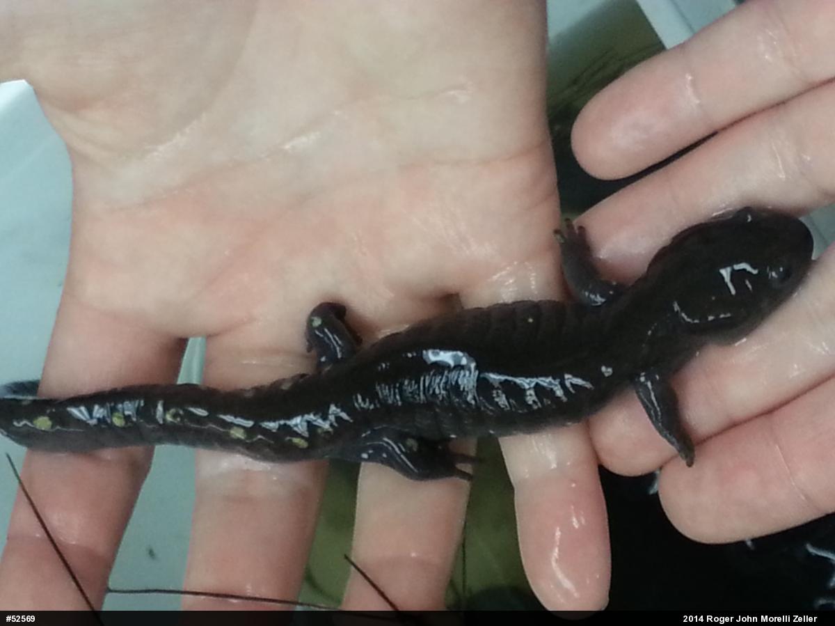 Spotted Salamander