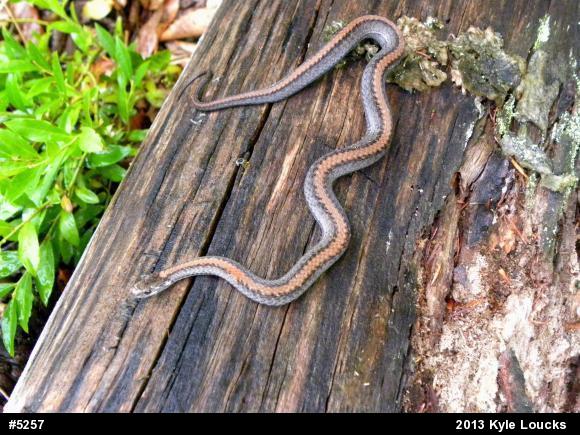 Red-bellied Snake