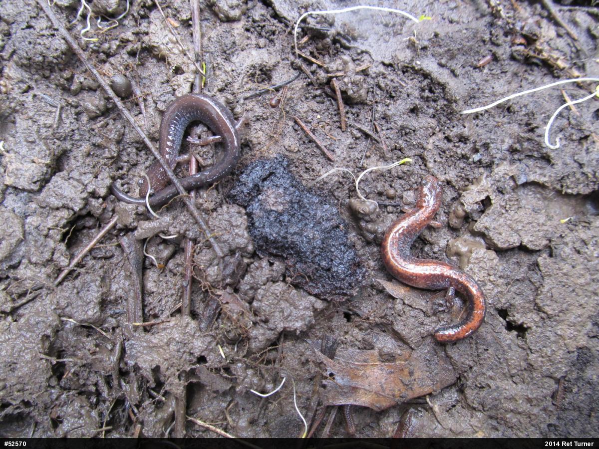 Eastern Red-backed  Salamander