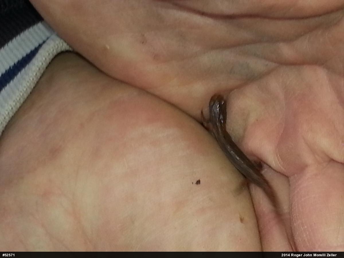 Four-toed Salamander