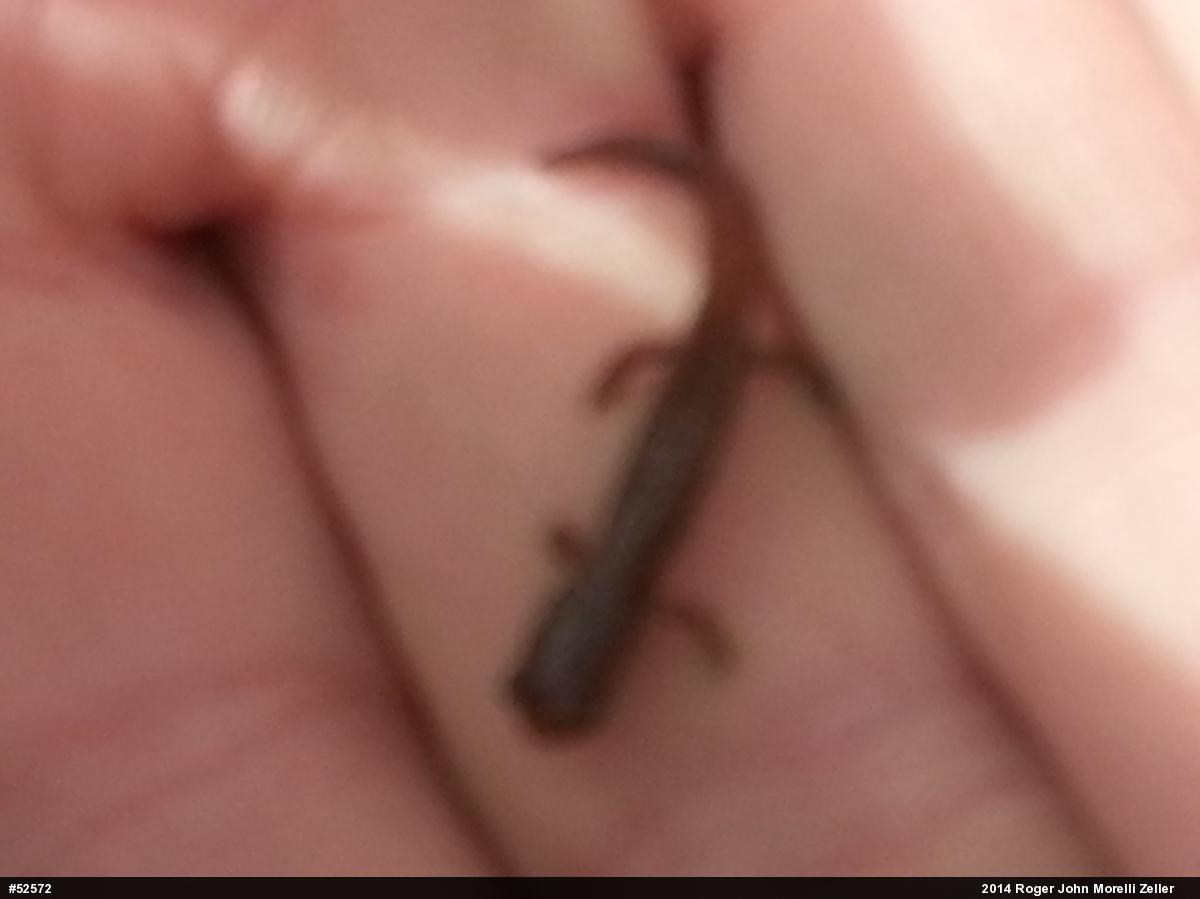 Northern Two-lined Salamander
