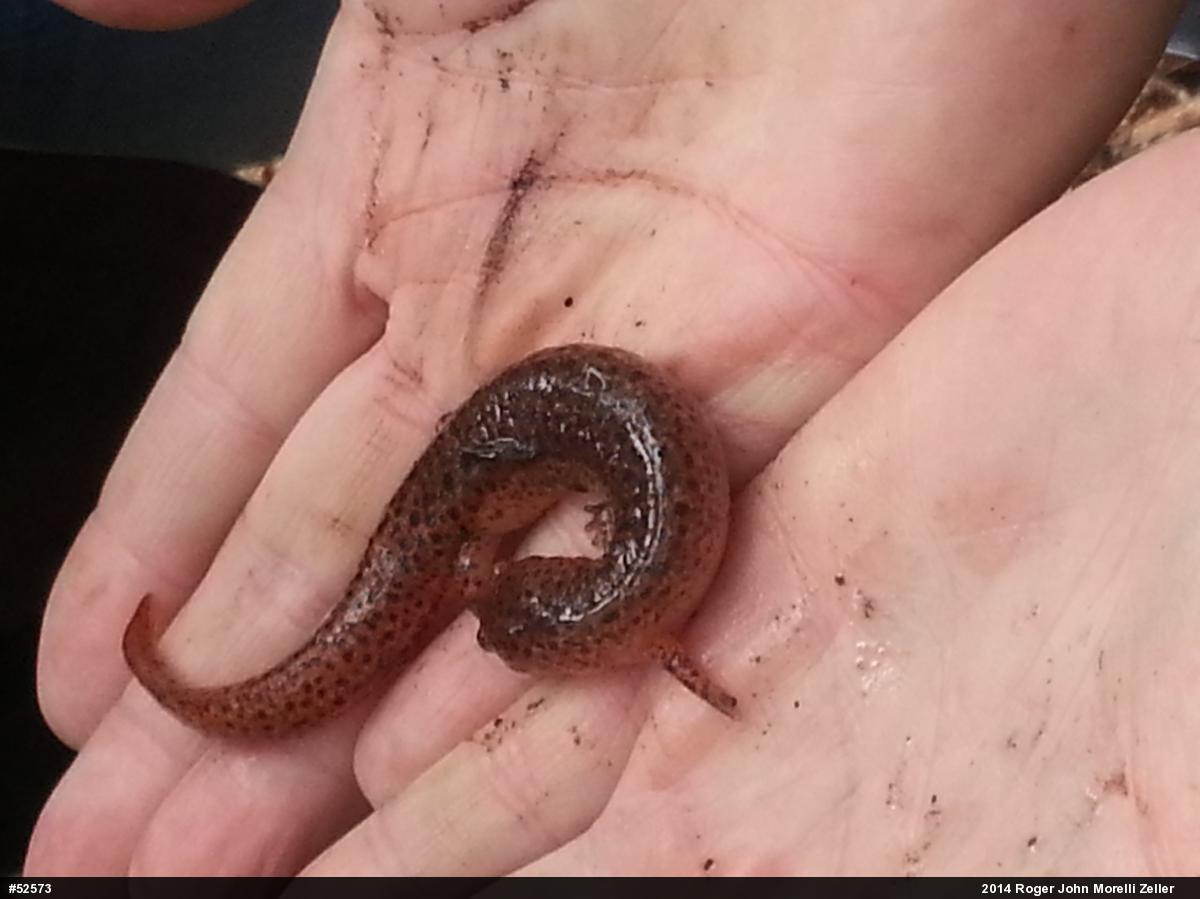 Northern Red Salamander