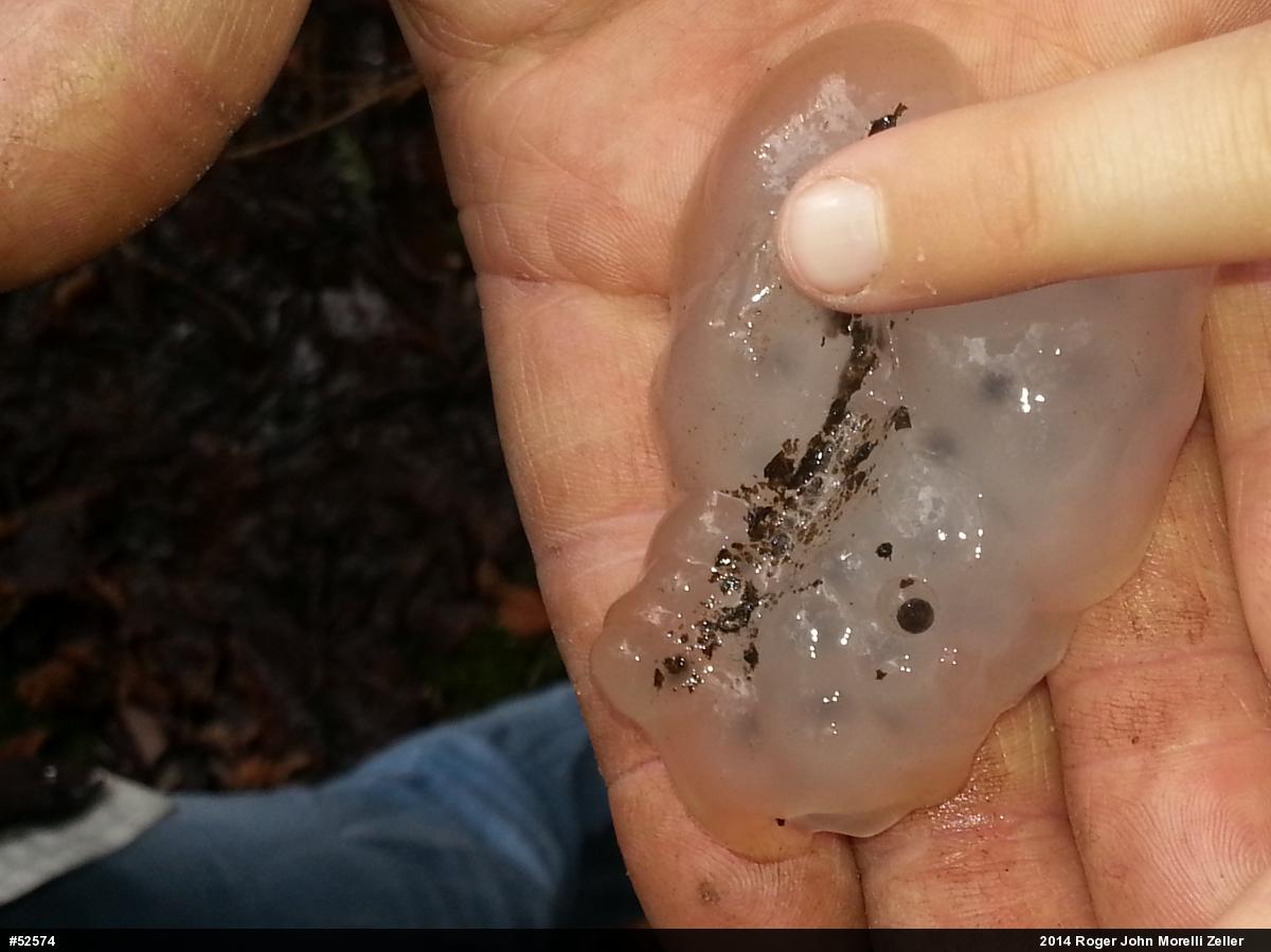 Spotted Salamander