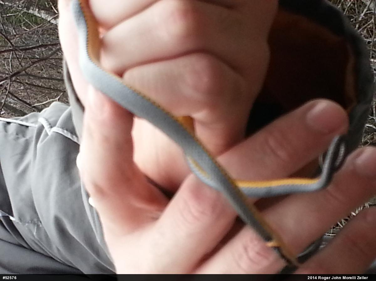 Northern Ring-necked Snake