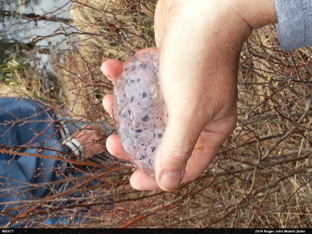 Spotted Salamander