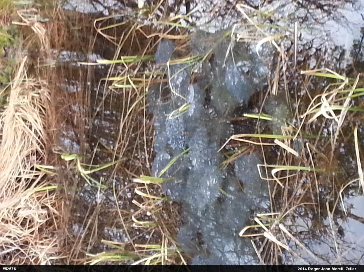 Wood Frog
