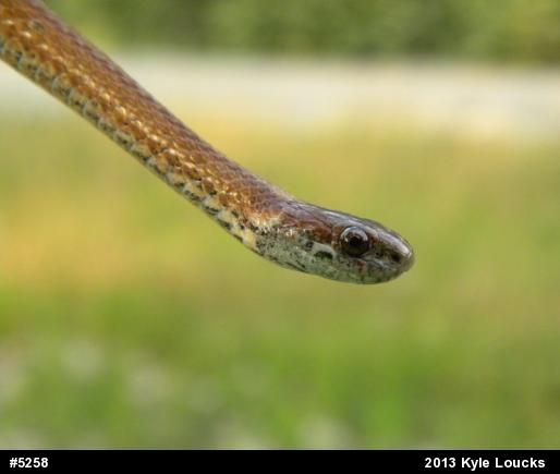 Red-bellied Snake