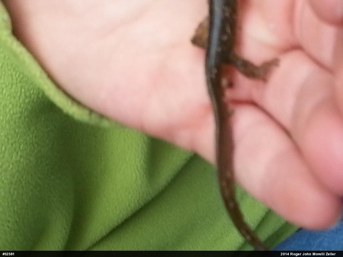 Red-spotted Newt