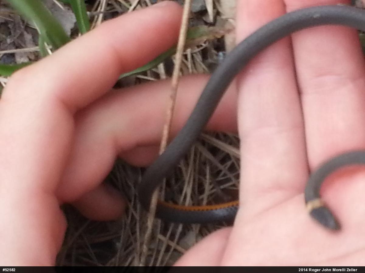Northern Ring-necked Snake
