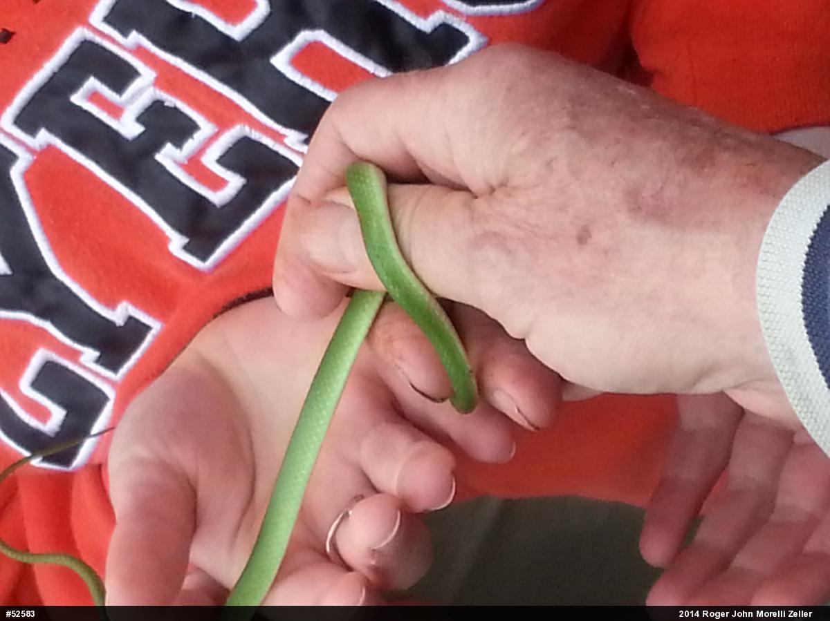 Smooth Greensnake