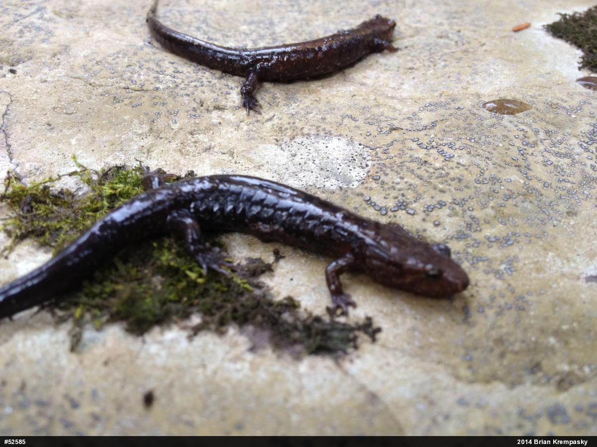 Allegheny Mountain Dusky Salamander