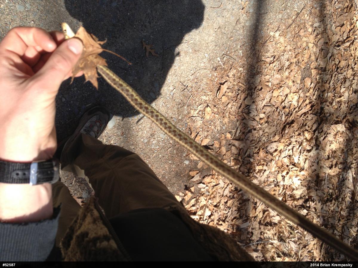 Eastern Gartersnake