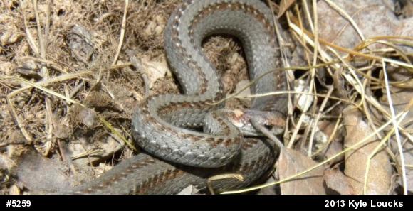 Red-bellied Snake