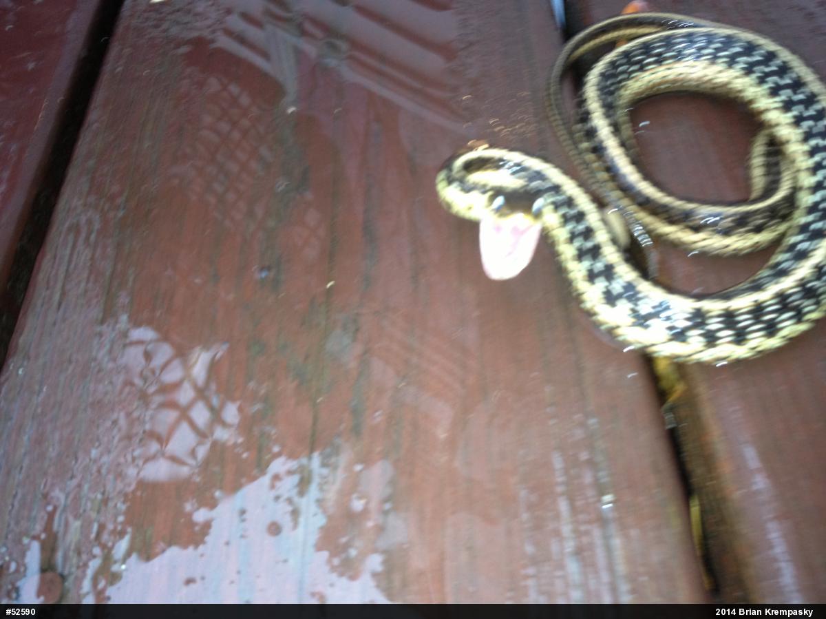 Eastern Gartersnake
