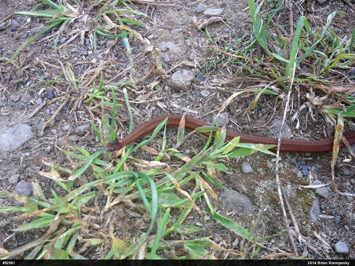 Red-bellied Snake