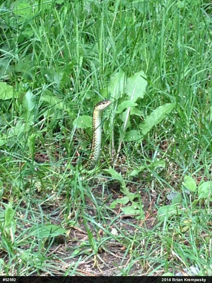 Eastern Gartersnake
