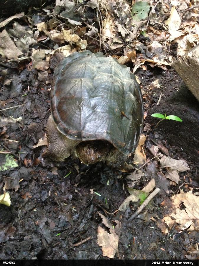 Snapping Turtle