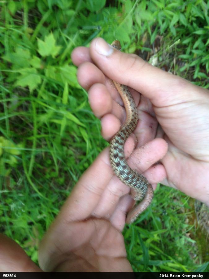 Eastern Gartersnake