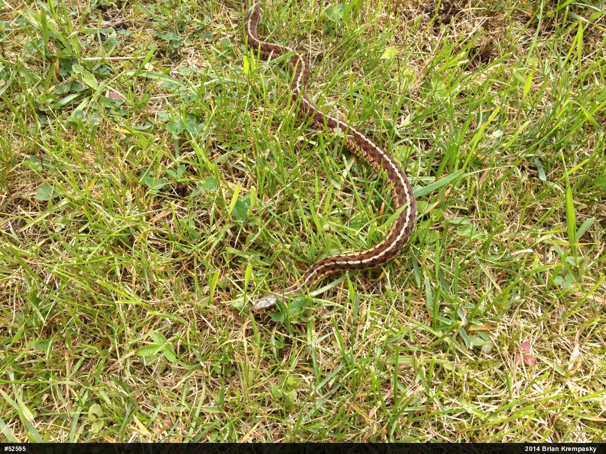 Eastern Gartersnake