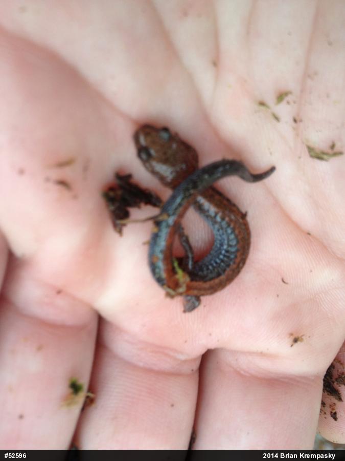 Eastern Red-backed  Salamander